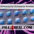 African Black Ant viagra3